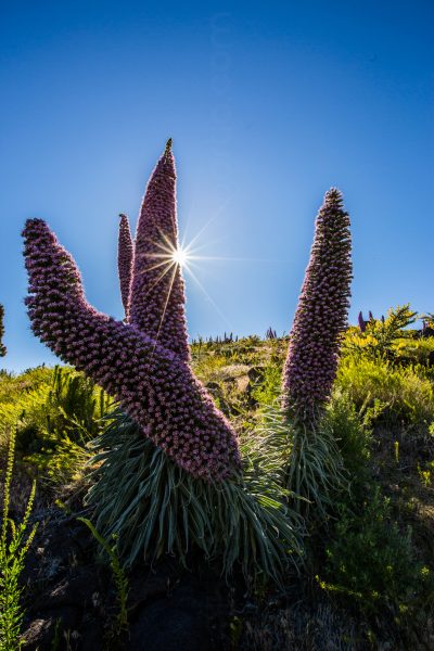 Fotografía Mundo Vegetal Tajinastes 2