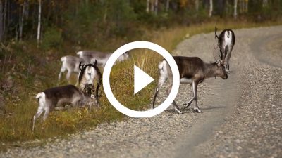 10-Renos Finlandia 16 HD