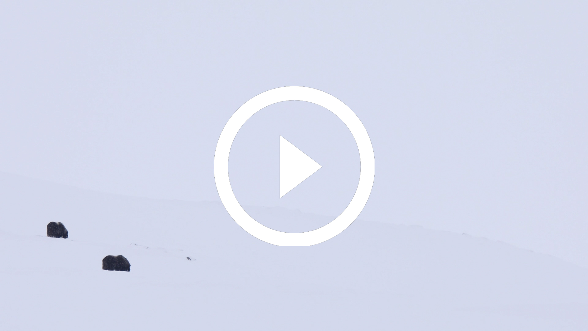 13-Buey Almizclero en el Parque Nacional de Dovrefjell, Noruega 18 4K HD