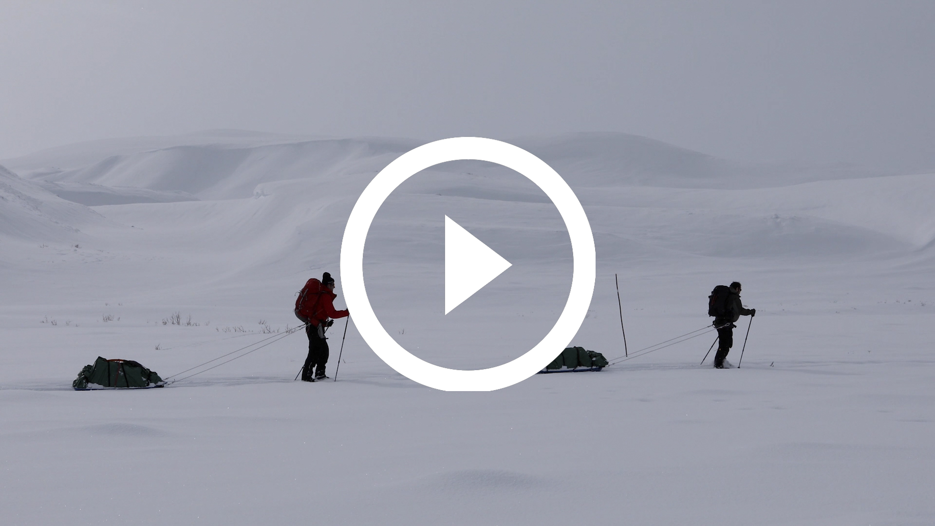 18-Expedición Parque Nacional de Dovrefjell, Noruega 18 4K HD