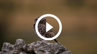 20-Mochuelo europeo 16 HD