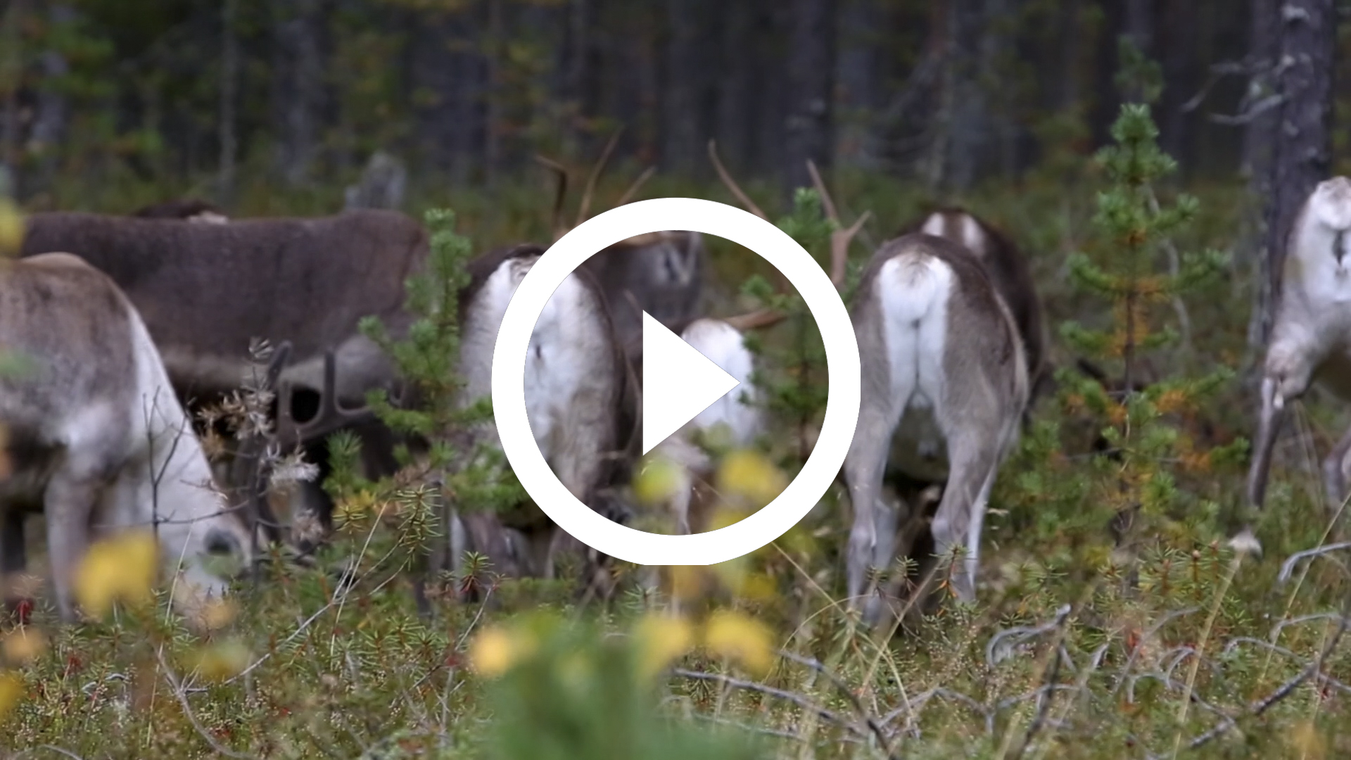 3-Renos Finlandia 16 HD