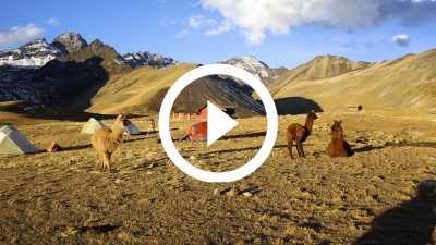 34-Llama Cordillera Real Bolivia 13 HD
