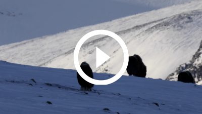 48-Buey Almizclero Parque Nacional de Dovrefjell, Noruega 18 4K HD