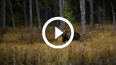 48-Oso Pardo Finlandia 16 HD
