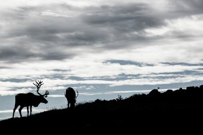 Fotografía Vida Salvaje Reno 2