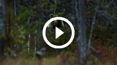 51-Oso Pardo Finlandia 16 HD