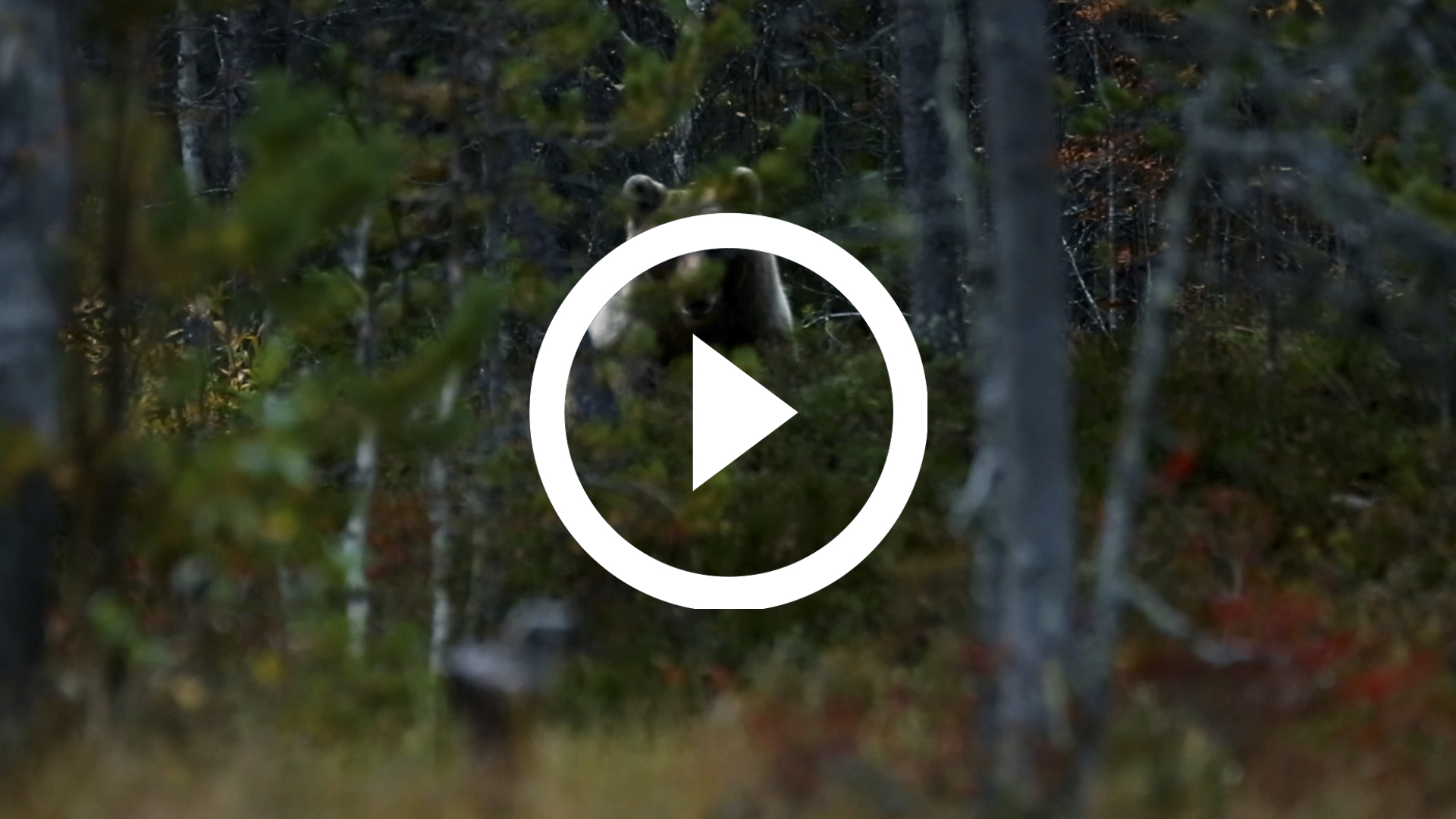 51-Oso Pardo Finlandia 16 HD