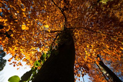 Fotografía Mundo Vegetal Fageda