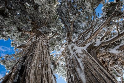 Fotografía Mundo Vegetal Grand Canyon 2