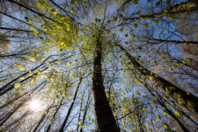 Fotografía Mundo Vegetal Fageda 2