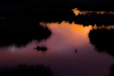 Fotografía Vida Salvaje Garceta