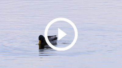 10-Ánade real 20 4K HD