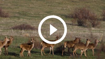 10-Ciervos Cerdanya 18 4K HD