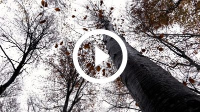 13-Fageda d'en Jordà Otoño 18 4K HD