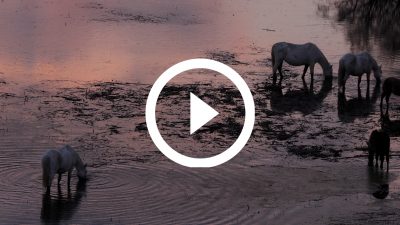 14-Caballos Aiguamolls 20 4K HD