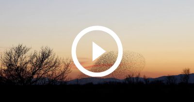 14-Estornells 21 4K HD