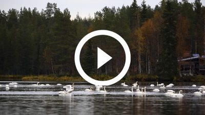 15-Cisne Cantor Finlandia 16 HD