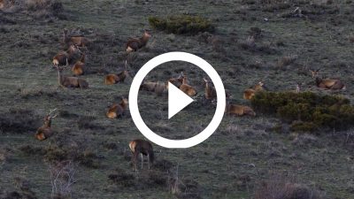 15-Ciervos Cerdanya 18 4K HD