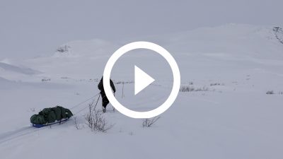 16-Expedición Parque Nacional de Dovrefjell, Noruega 18 4K HD