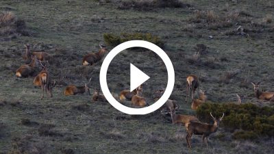 17-Ciervos Cerdanya 18 4K HD