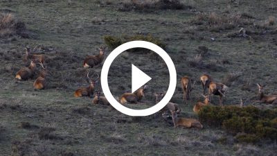 19-Ciervos Cerdanya 18 4K HD