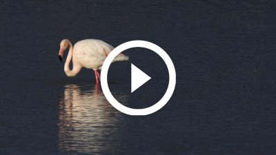 2-Flamencos Aiguamolls 18 4K HD