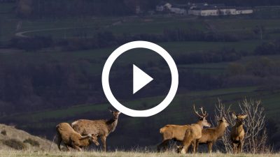 2-Ciervos Cerdanya 18 4K HD