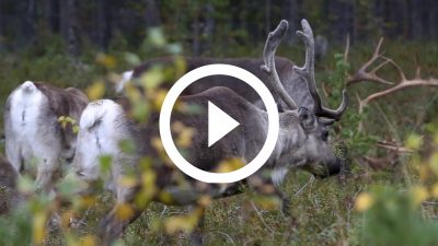 2-Renos Finlandia 16 HD