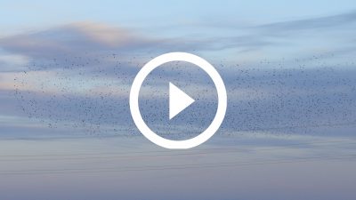 24-Estorninos Aiguamolls 20 4K HD