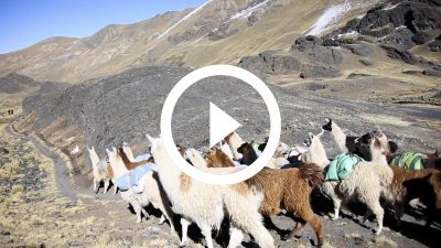 41-Llama Cordillera Real Bolivia 13 HD