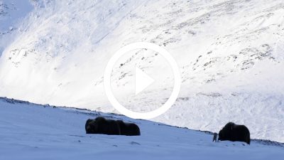 42-Buey Almizclero Parque Nacional de Dovrefjell, Noruega 18 4K HD