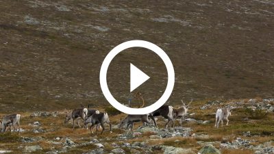 45-Renos Finlandia 16 HD