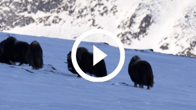 46-Buey Almizclero Parque Nacional de Dovrefjell, Noruega 18 4K HD