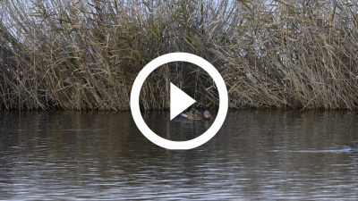 5-Ánade real 20 4K HD