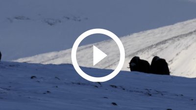 51-Buey Almizclero Parque Nacional de Dovrefjell, Noruega 18 4K HD
