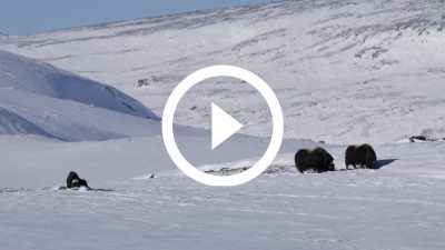 56-Buey Almizclero Parque Nacional de Dovrefjell, Noruega 18 4K HD
