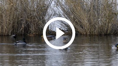 6-Ánade real 20 4K HD