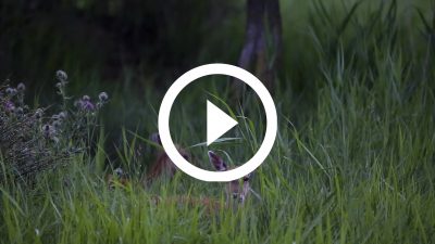 6-Gamo Aiguamolls Empordà 16 HD