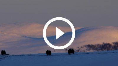 65-Buey Almizclero Parque Nacional de Dovrefjell, Noruega 18 4K HD