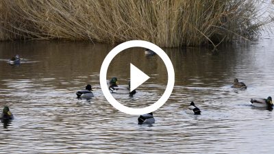 7-Ánade real 20 4K HD