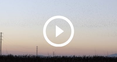 7-Estornells 22 4K HD
