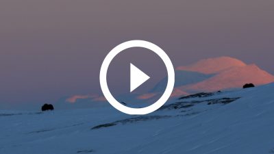 71-Buey Almizclero Parque Nacional de Dovrefjell, Noruega 18 4K HD