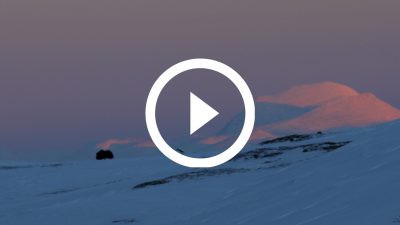 72-Buey Almizclero Parque Nacional de Dovrefjell, Noruega 18 4K HD