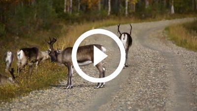 9-Renos Finlandia 16 HD